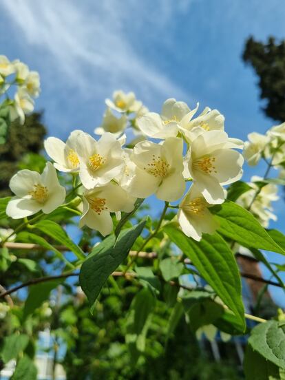 Flores de celinda esta semana en el Jardín Botánico de Madrid.