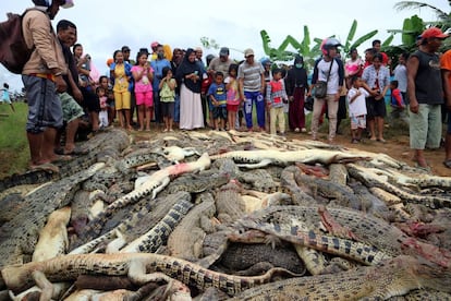 Residentes de Indonesia junto a los casi 300 cocodrilos masacrados.