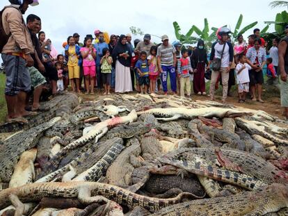 Residentes de Indonesia junto a los casi 300 cocodrilos masacrados.