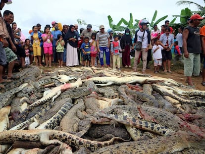 Residentes de Indonesia junto a los casi 300 cocodrilos masacrados.