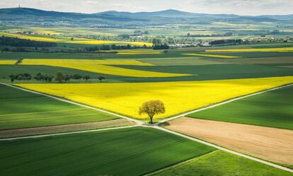 El sol brilla en un campo de colza en Münzenberg, cerca de Fráncfort, al oeste de Alemania.