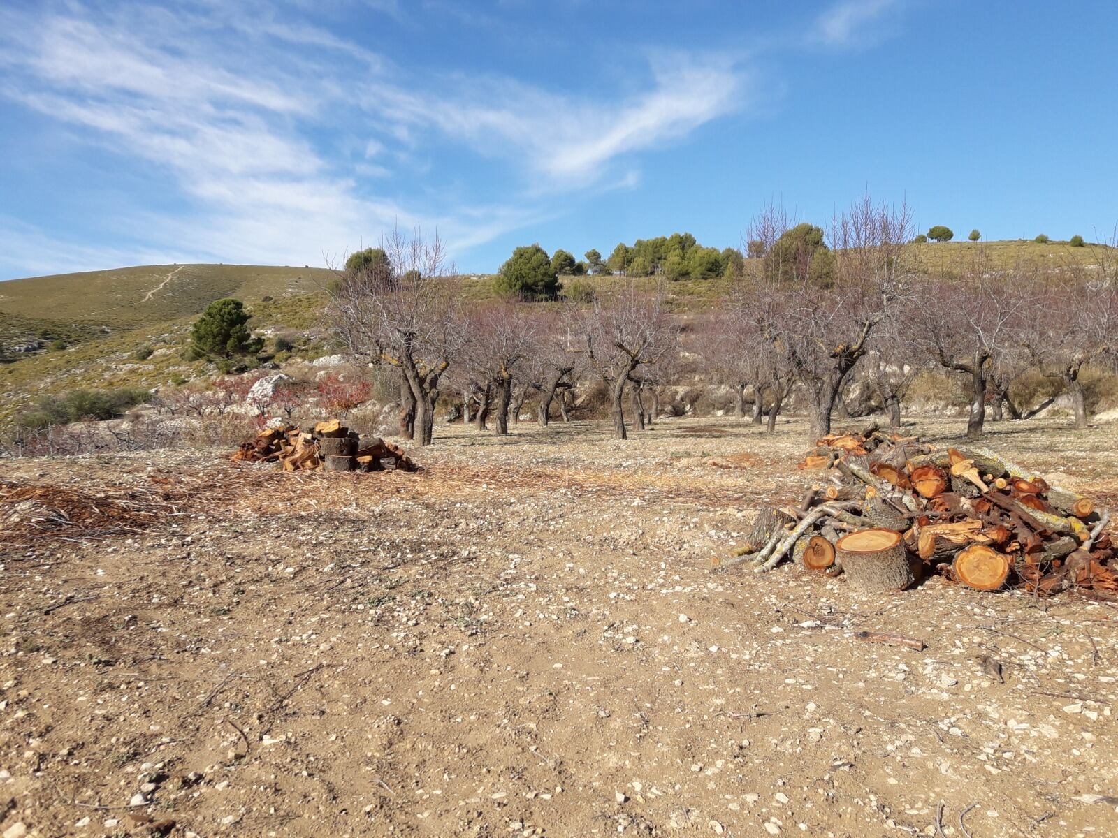 La presencia de la bacteria xylella fastidiosa pone al almendro alicantino al borde de la extinción