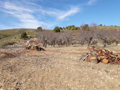 Bacteria xylella fastidiosa en almendros