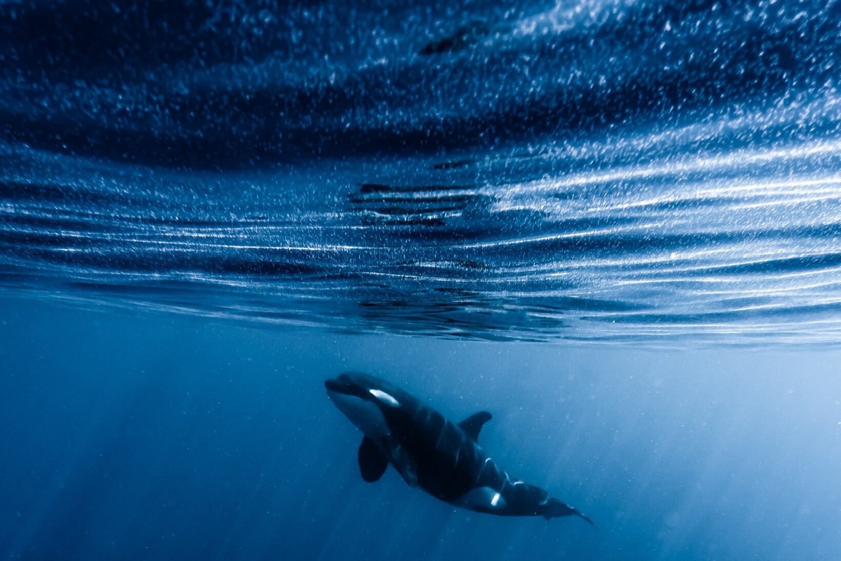 Una ballena orca, fotografiada por Marín.