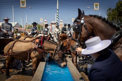 Un grupo de caballos bebe agua en uno de los dos abrevaderos instalados en el recinto ferial, este lunes.