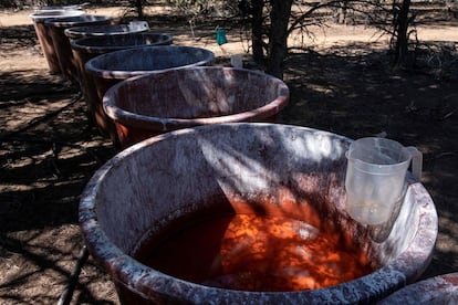 En los contenedores encontraron distintos tipos de químicos para fabricar drogas sintéticas. Calculan que el laboratorio llevaba funcionando aproximadamente un año.