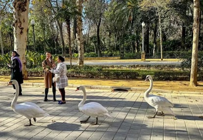 Gripe aviar Sevilla