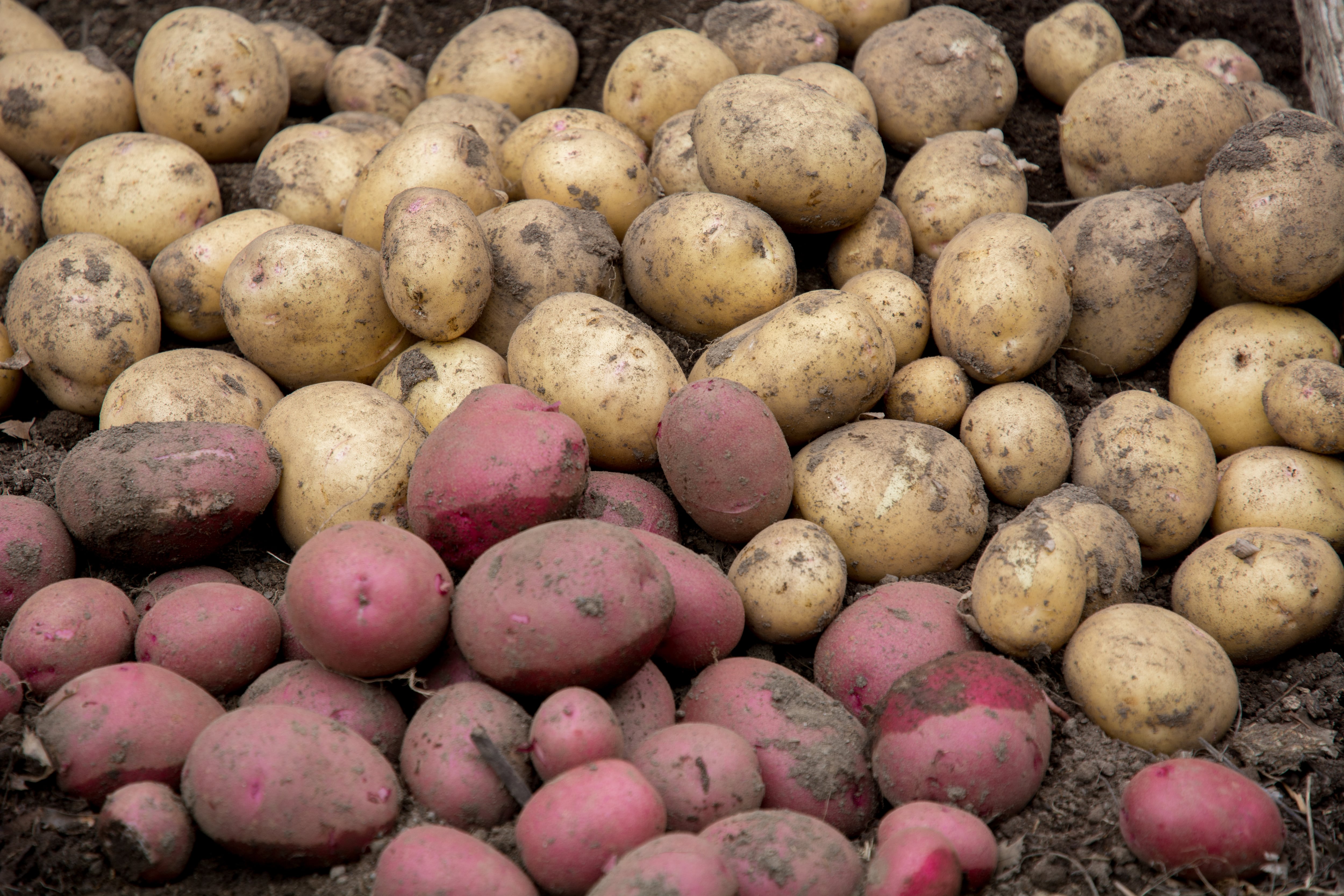 El lío de las patatas en España: qué variedad elegir y para qué sirve cada una