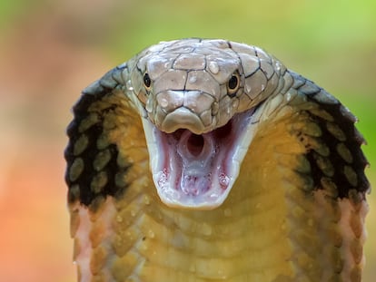 Serpientes veneno