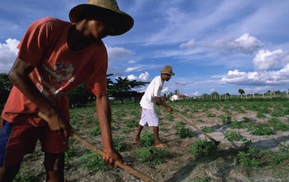 Dos miembros de una comunidad ind&iacute;gena del nordeste de Brasil cuidan una plantaci&oacute;n de mandioca.