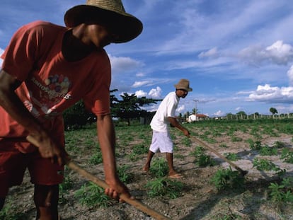 Dos miembros de una comunidad ind&iacute;gena del nordeste de Brasil cuidan una plantaci&oacute;n de mandioca.