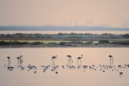 Flamencos rosas en el Delta del Ebro (Tarragona).