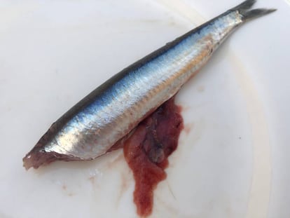 Hueva del boquerón, una exquisitez que hay que extraer con cuidado. / Capel