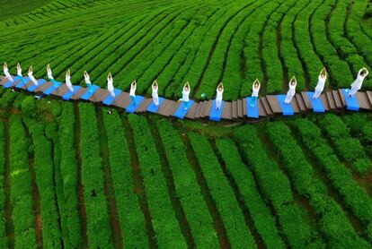 Un grupo de mujeres practican yoga en un campo de cultivo de té en Enshi (China).