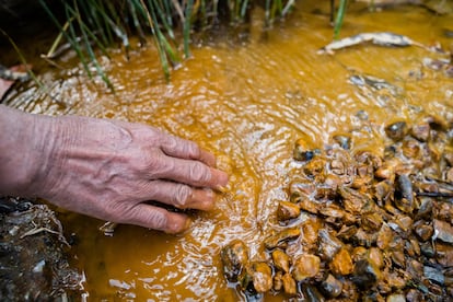 Detalle de un arroyo del Río Negro, contaminado con aguas ácidas.