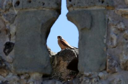 El cernícalo primilla tiene en castillo como zona de reproducción y cría.