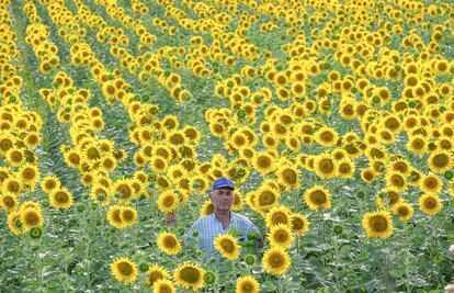 Manuel Fraile, agricultor en un campo de girasol de Olivares (Sevilla).