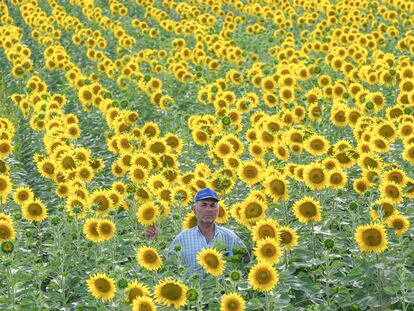 Manuel Fraile, agricultor en un campo de girasol de Olivares (Sevilla).