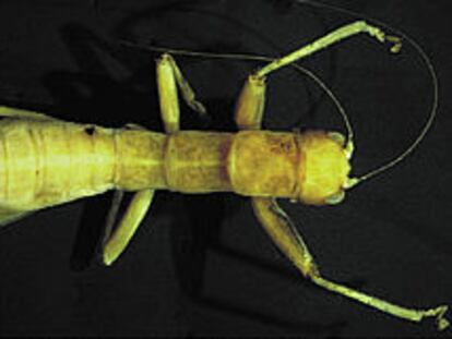 Ejemplar de <b><i>Mantophasma zephyra</i></b>, especie del nuevo orden de insectos de hasta 2,5 centímetros de longitud.