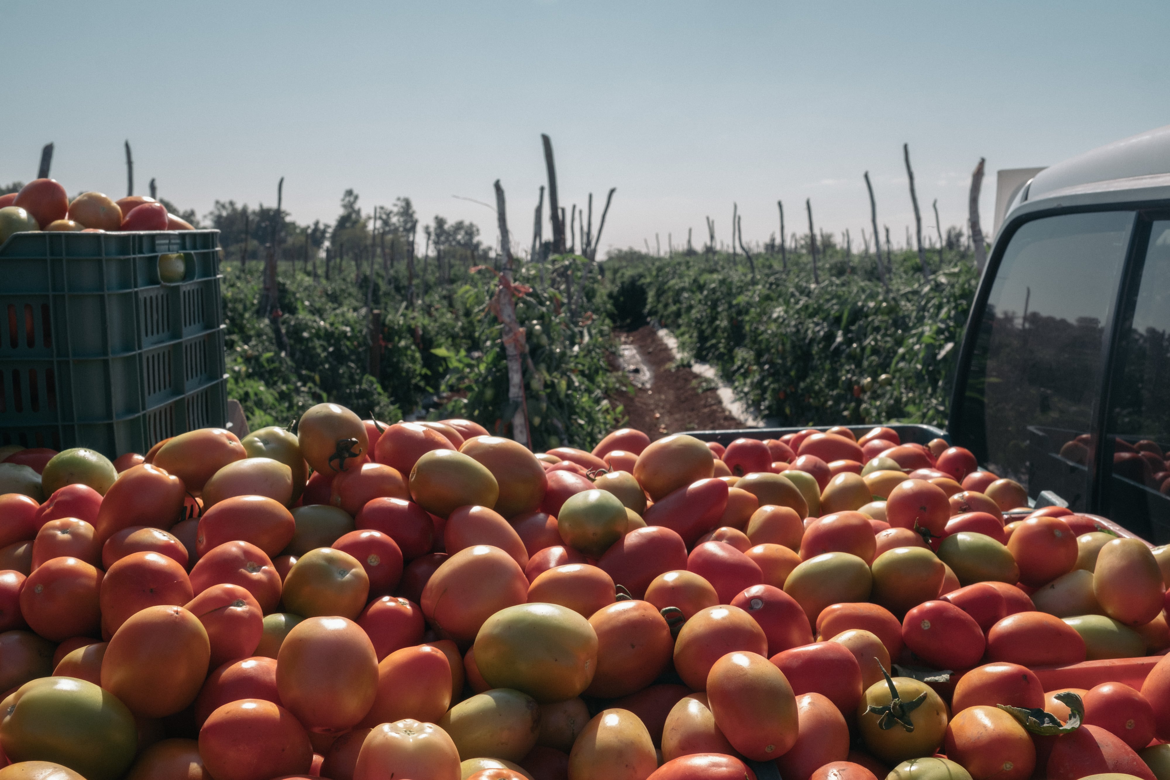 La guerra del tomate: Trump rompe un viejo tratado para golpear a México con más aranceles