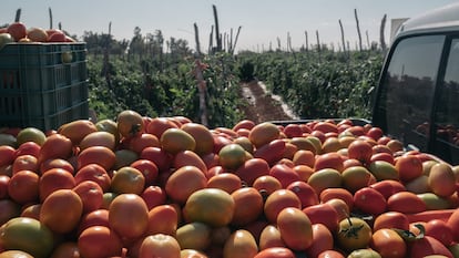 Cosecha de tomate en Limón de Los Ramos, Sinaloa, en enero de 2021.