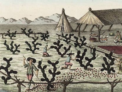 Escena que representa a granjeros mexicanos purgando de cochinillas una plantación de cactus hacia 1800.