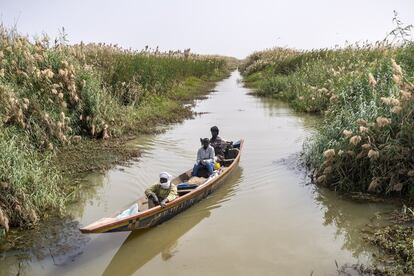 Canales de agua del río Senegal para permitir la inundación artificial del parque nacional de Diawling.