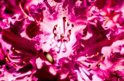 Detalle de una azalea en el Parque de Rododendros Wachwitz de Dresde (Alemania).