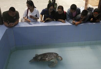 Varias personas observan a la tortuga Omsin nadar en el Centro de Conservación de Tortugas Marinas de Chonburi (Tailandia).