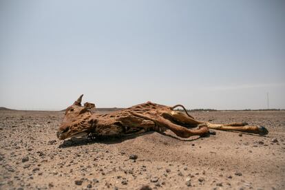 En los últimos cuatro años la falta de lluvias y las sequías se recrudecen a lo largo y ancho del Sahel. Los nómadas de Níger, acostumbrados a las duras condiciones de vida que exigen las zonas semi-desérticas que separan el Sáhara de la sabana africana, también se resienten al paso del cambio climático. Cambios en el ritmo y frecuencia de las lluvias, temperaturas más elevadas y la escasez de agua y alimento al paso de los pueblos ponen en riesgo a los rebaños de animales. La muerte del ganado no sólo supone una pérdida económica para los nómadas, también un duro golpe sentimental en el seno de sus familias.