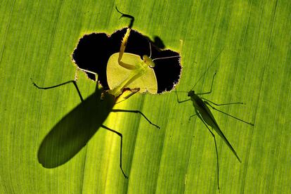 'Deadly Fate', foto galardonada con el LUX Plata en la categoría Paisaje y Naturaleza.