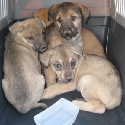 Cachorros rescatados.