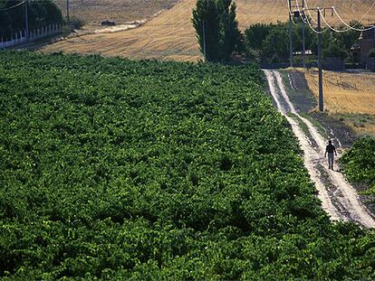 Viñedo en la finca de Bodegas Mauro, en Tudela del Duero (Valladolid), cerca de Quintanilla de Onésimo.