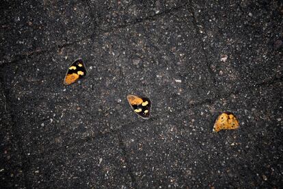 Borboletas mortas em Nova Gales.