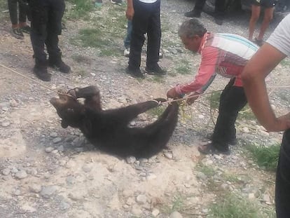 Habitantes de Coahuila matan a oso negro en peligro de extinción