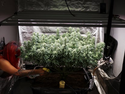 Camila Sierra, de 28 años, riega una planta de cannabis que tiene en su casa como parte de su autocultivo para uso personal permitido por la ley colombiana, en Bogotá, Colombia, 9 de diciembre de 2023.