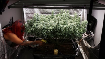 Camila Sierra, de 28 años, riega una planta de cannabis que tiene en su casa como parte de su autocultivo para uso personal permitido por la ley colombiana, en Bogotá, Colombia, 9 de diciembre de 2023.