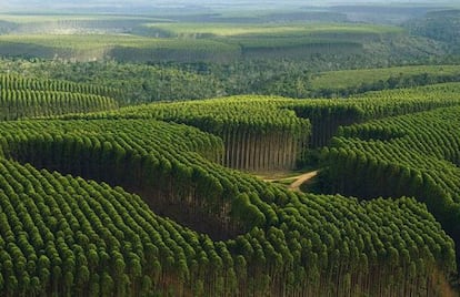 Plantaciones de Eucaliptos en Brasil.