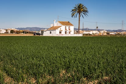 Huerta de Alboraya.