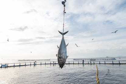 Atún de Ricardo Fuentes, en Cartagena (Región de Murcia)