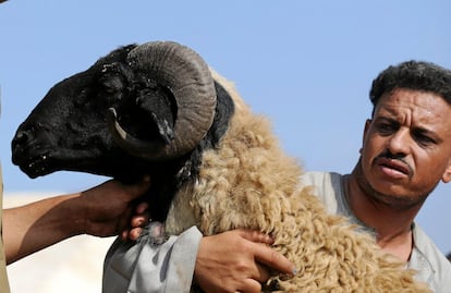 Un vendedor de ganado lleva una oveja al coche de un cliente, en Guiza (Egipto).