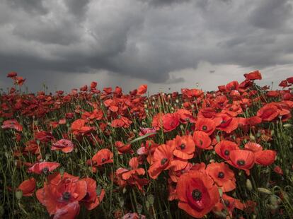 Nubes de tormenta amenazan sobre un campo de amapolas en el pequeño pueblo de Hasenfeld, al este de Alemania.