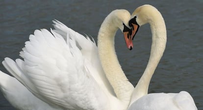 Cisnes nadan en el estanque del castillo Nymphenburg en Múnich (Alemania), el 21 de abril de 2017.