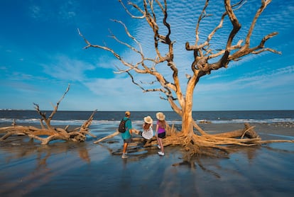 Driftwood Beach (Jekyll Island, Georgia, EE UU). Esta playa en la costa oeste de Estados Unidos sorprende a sus visitantes por la madera flotante a la deriva, formada como resultado de décadas de erosión. Lo que una vez fue un bosque marítimo, ahora es una costa arenosa donde los troncos y las ramas adornan el paisaje. 
