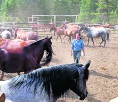 Caballos en el cercado del Sweet Grass Ranch, en Montana (EE UU).