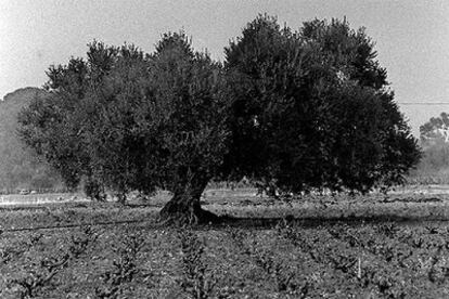 Olivo en un viñedo del campo de Tarragona.