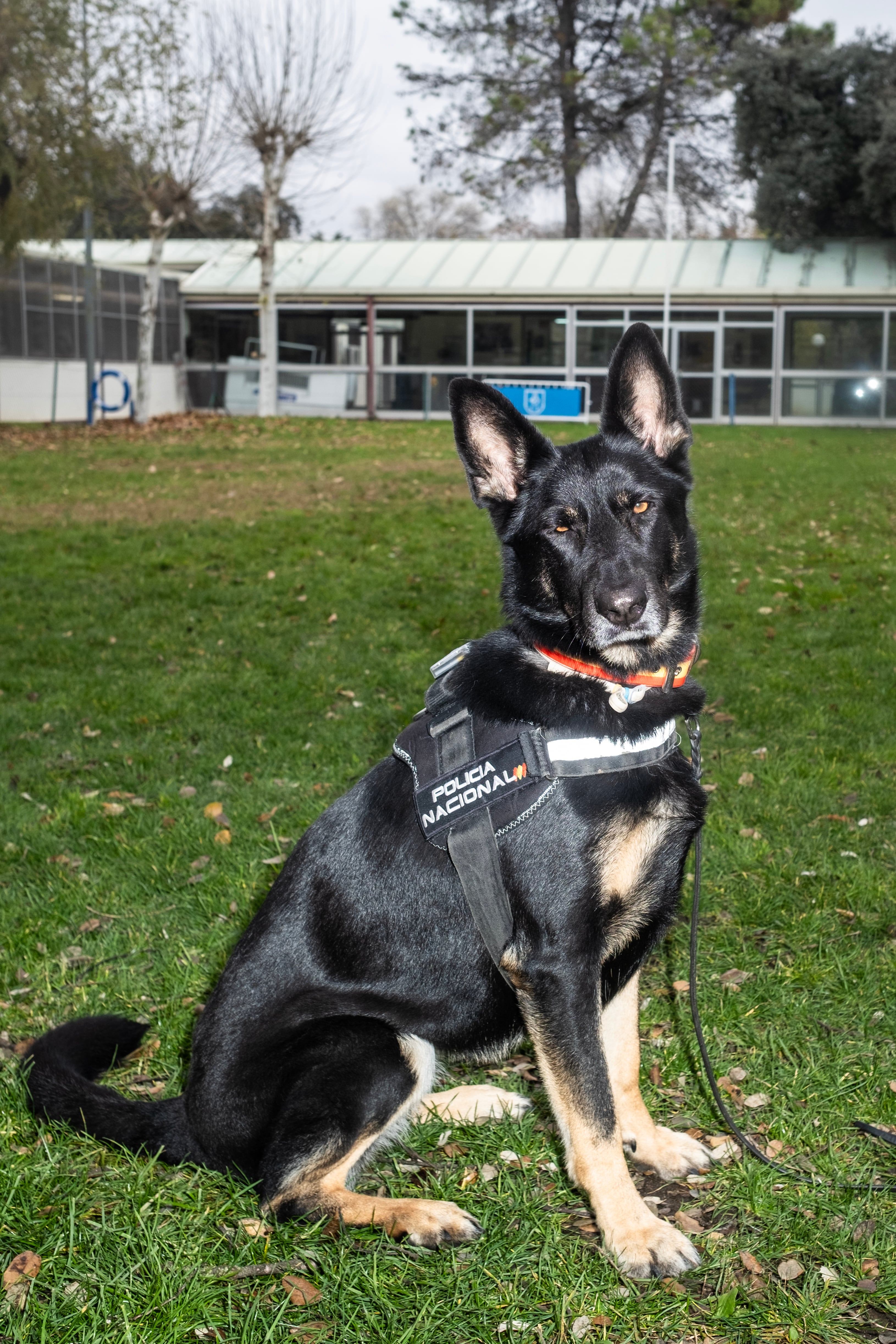 Un pastor alemán perteneciente la unidad de guías caninos de la Policía Nacional. 