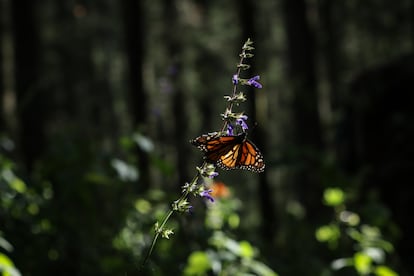 El legado de Homero vive en el volar de la mariposa monarca en Michoacn, por la que Gmez dio su vida.