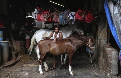 HO02 BOMBAY (INDIA) 19/03/2016.- Un hombre cepilla un caballo en un establo en Bombay (India) el 19 de marzo de 2016. Los coches de caballos victoria ya llevan desaparecidos de las calles de Bombay un año. La conocida atracción turística fue prohibida por el Tribunal Supremo de Bombay en junio de 2015, en defensa de los animales y de acuerdo con la Ley de Prevención de Crueldad a los Animales. Estos vehículos aparecieron en la época de la reina Victoria, un remanente de la época colonial británica. Estos coloridos carruajes se utilizaban para recorrer pequeñas distancias principalmente del Taj Mahal Palace hotel o el Trident Hotel a la Puerta de la India. EFE/Divyakant Solanki