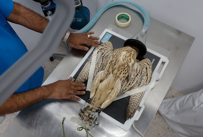 Personal del Hospital de halcones de Al Khor, en Qatar,  preparan un halcon para hacerle una radiografia. La unidad de rayos X está interconectada con el monitor clínico principal de rayos X en la clínica principal para que los propietarios de los halcones puedan ver las radiografías e interactuar con los clínicos para supervisar las condiciones clínicas de sus halcones, el plan de tratamiento y los cuidados posteriores sin tener que ir a la sección de hospitalización. 